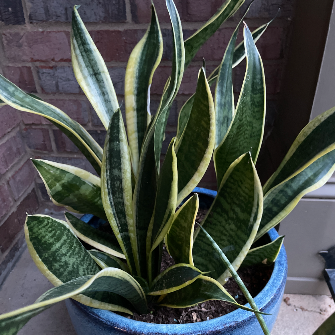 Snake Plant plant photo by Miranda named Snakie on Greg, the plant care app.