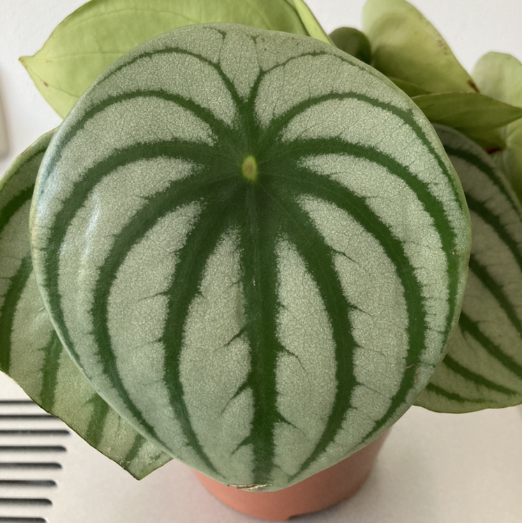 Photo of the plant species Watermelon Peperomia by Sinja named Suga on Greg, the plant care app