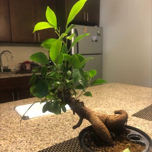Ficus Ginseng plant photo by Dj puerto named Soul on Greg, the plant care app.