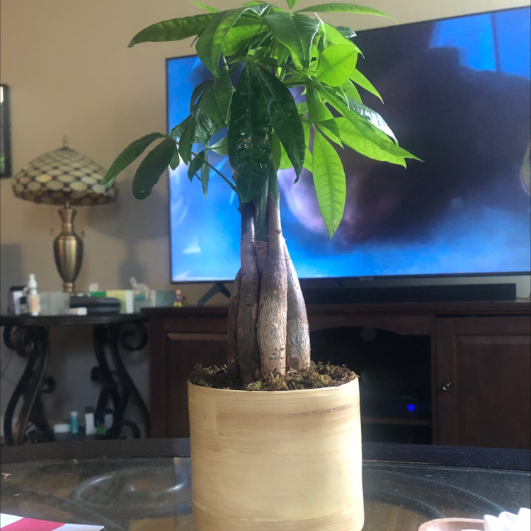Money Tree plant photo by Dj puerto named Sweetie on Greg, the plant care app.