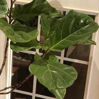 Fiddle Leaf Fig plant in Monroe, North Carolina