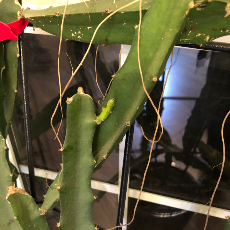 Dragonfruit plant with green stems and aerial roots, supported indoors.