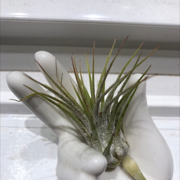 Fishbone Air Plant held by a white ceramic hand on a white background.