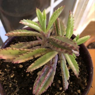 Mother of Thousands plant in Monroe, North Carolina