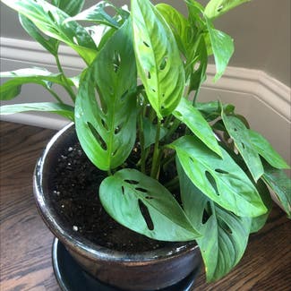 Window Leaf plant in Monroe, North Carolina