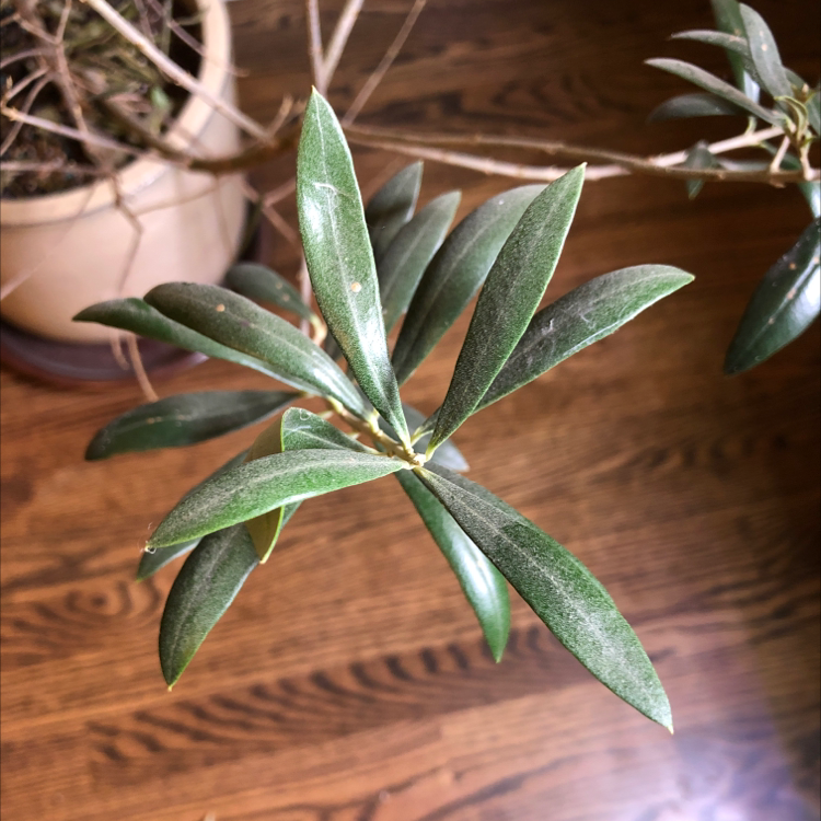 Close-up of an olive tree branch with green leaves, pot and wooden floor in background.
