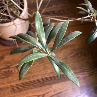 Olive Tree plant in Monroe, North Carolina