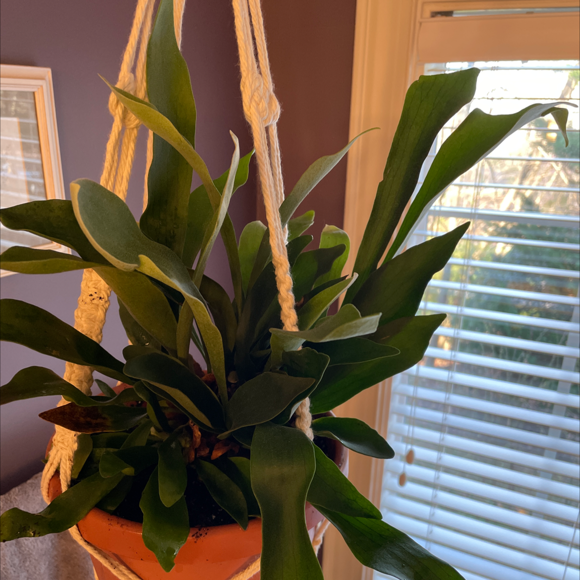 Elkhorn Fern in a hanging pot with vibrant green leaves, window with blinds in the background.