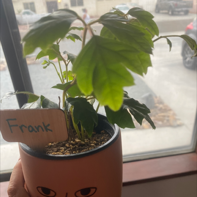 Healthy Grape Ivy plant in pot on windowsill with large glossy green leaves and small label.
