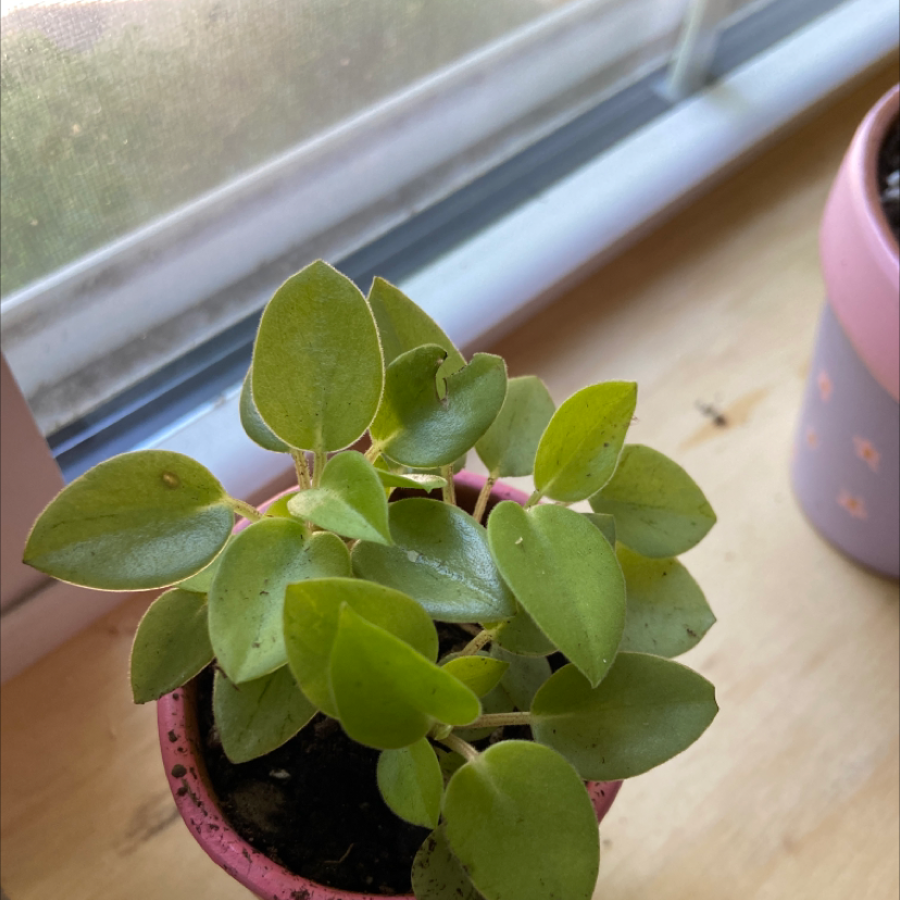 Crassula rupestris plant in a pink pot on a windowsill with healthy green leaves.