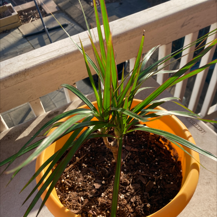 Dracaena 'Ray of Sunshine' plant in a yellow pot with visible soil.