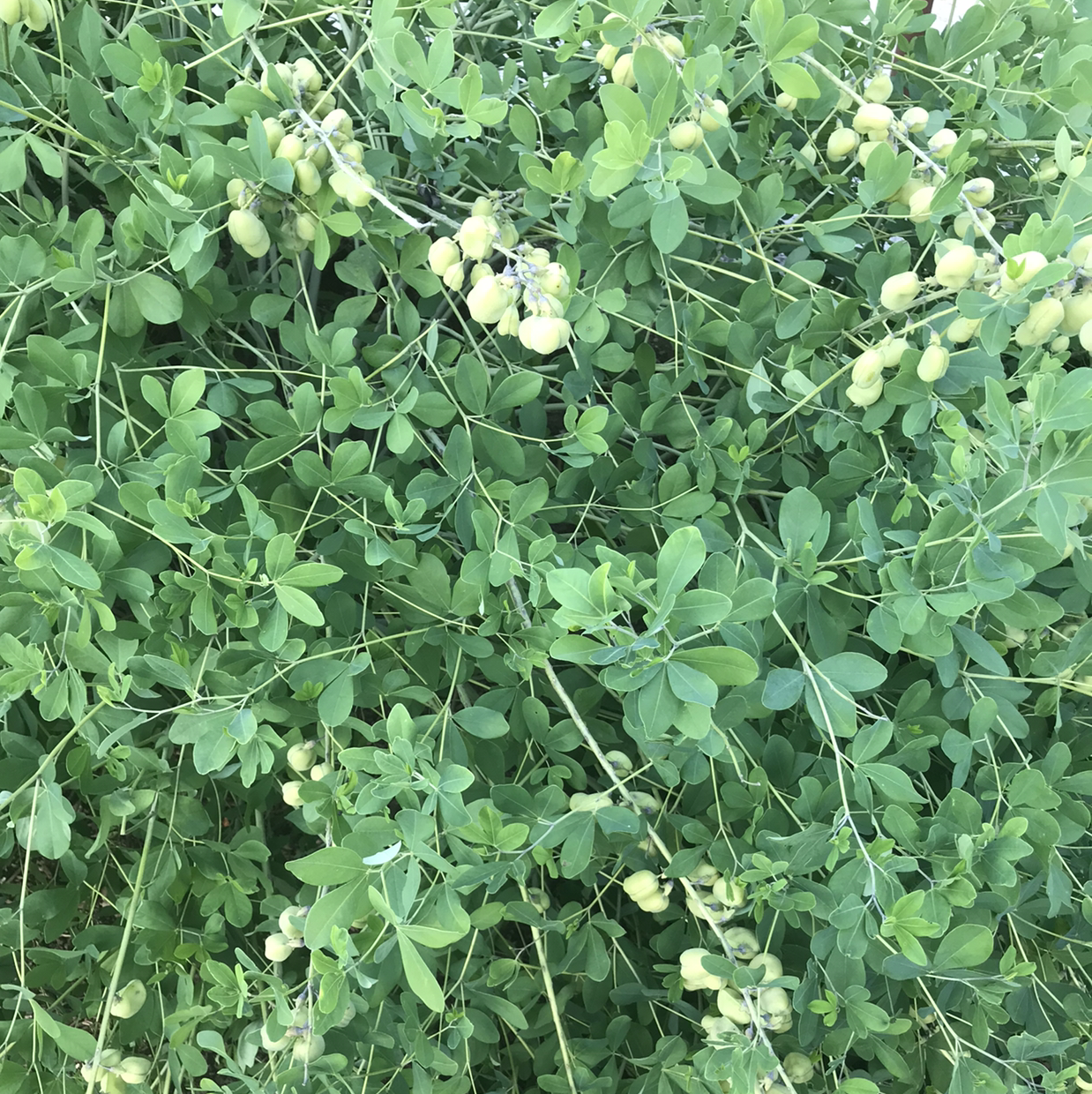 Photo of the plant species White Wild Indigo by Carol named Your plant on Greg, the plant care app