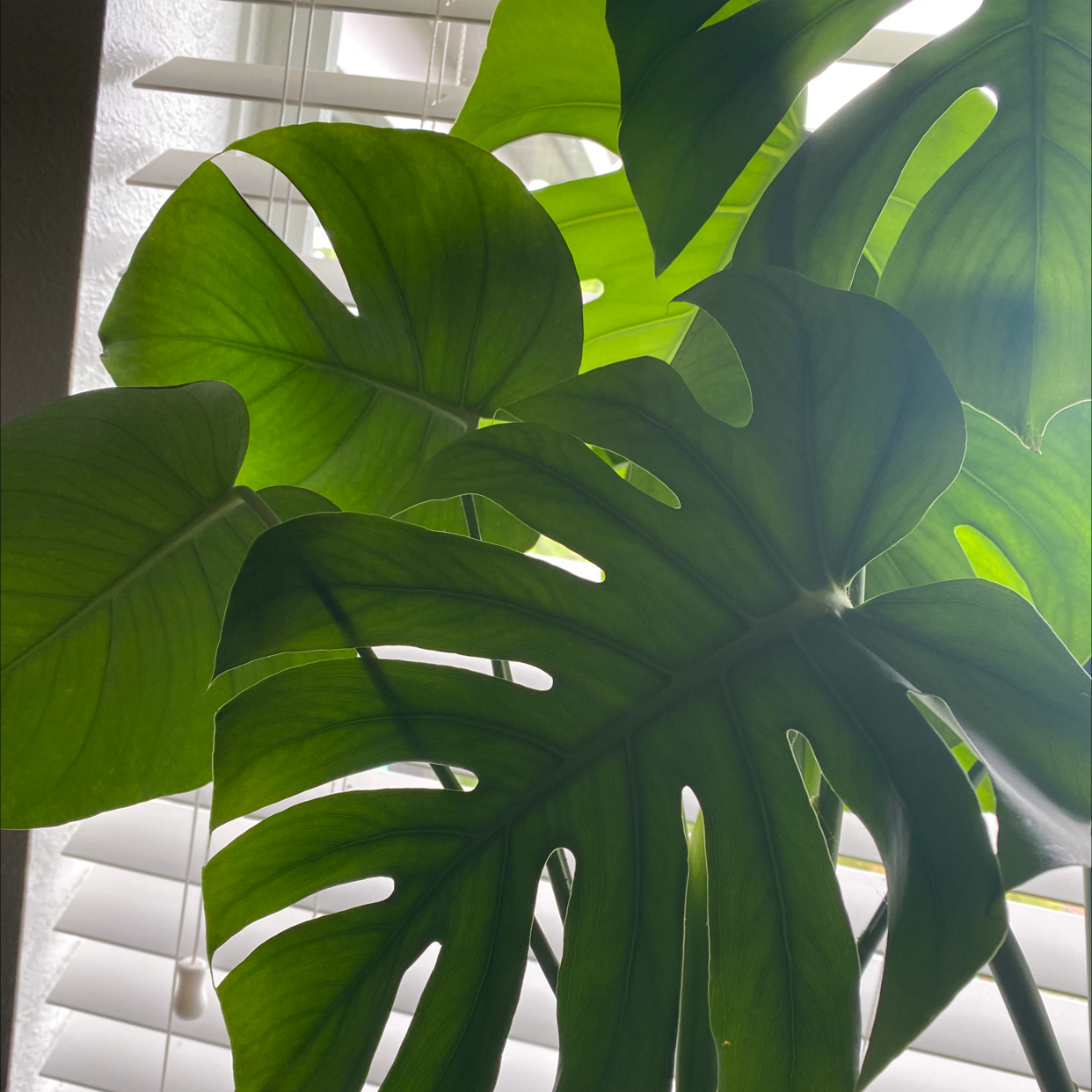 Monstera plant photo by Brenna named Bruce Lee on Greg, the plant care app.