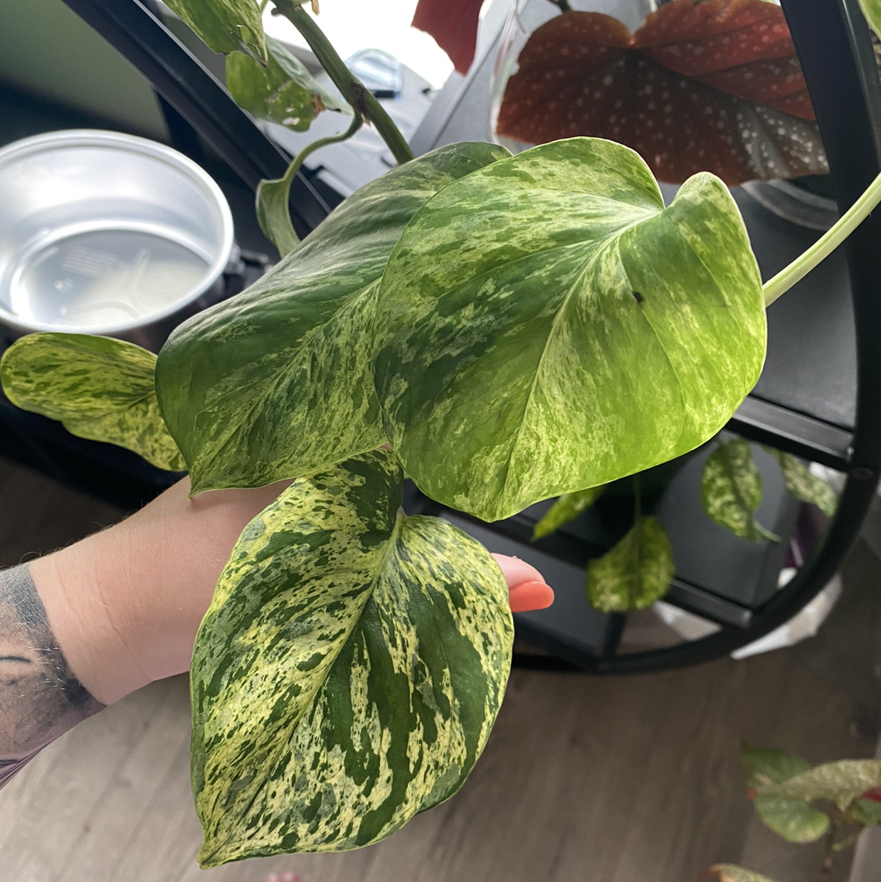 Taro Vine plant photo by Brenna named Coco on Greg, the plant care app.