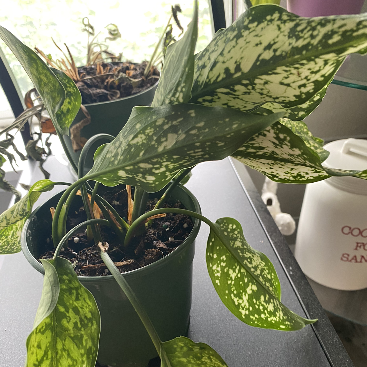 Potted Aglaonema 'Spring Snow' plant with variegated leaves, some wilting, indoors near a window.