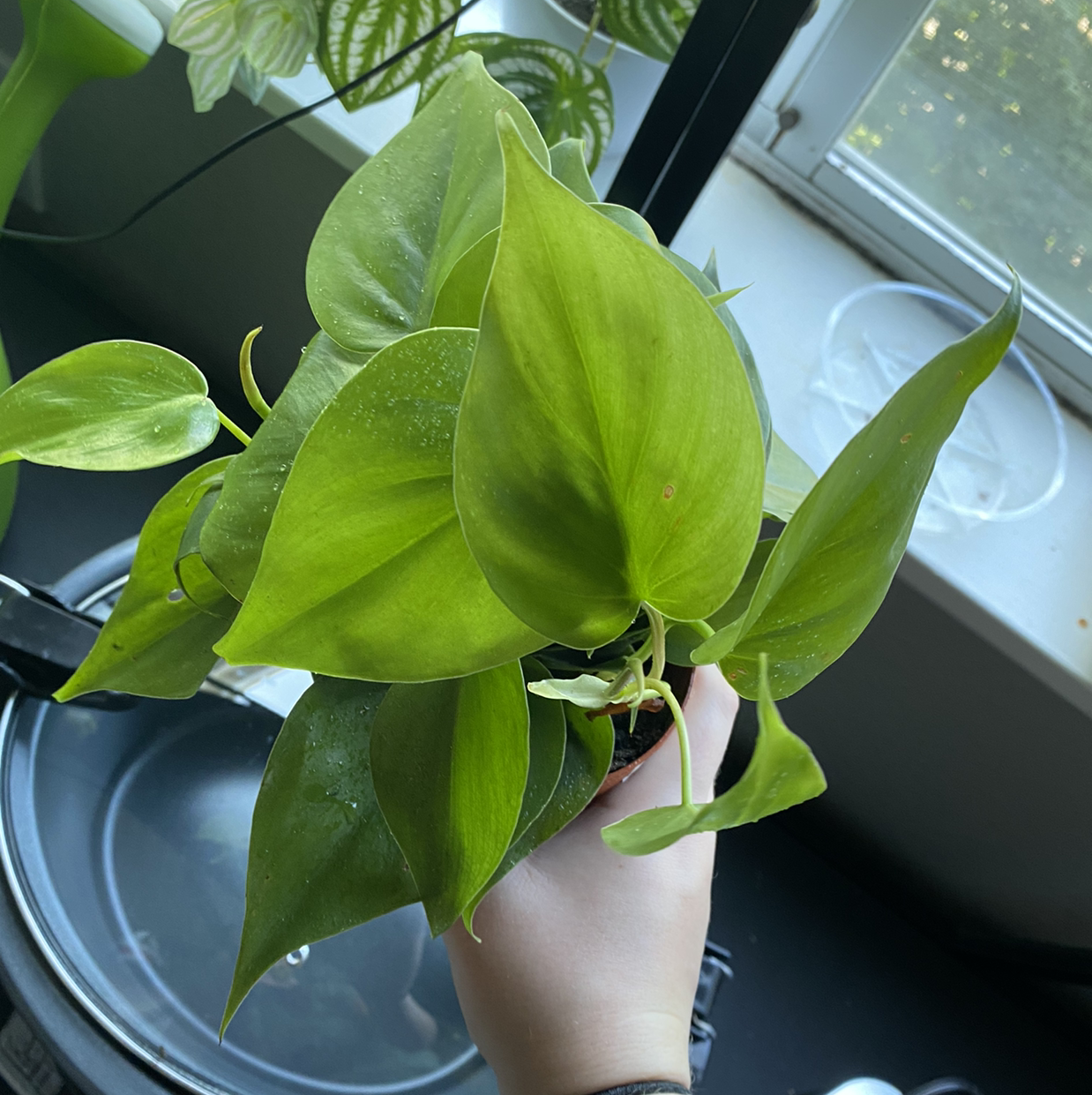 Philodendron cordatum plant held by a hand, with vibrant green leaves and a window in the background.
