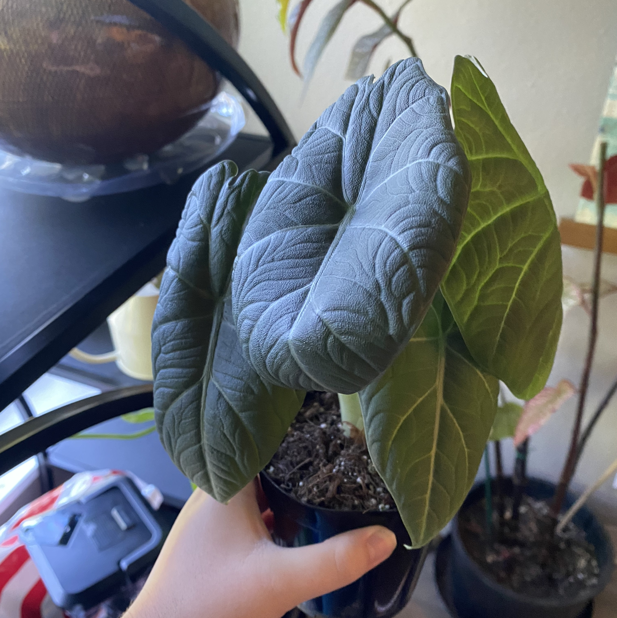 Alocasia 'Maharani' plant with large, textured leaves held by a hand. Soil is visible.