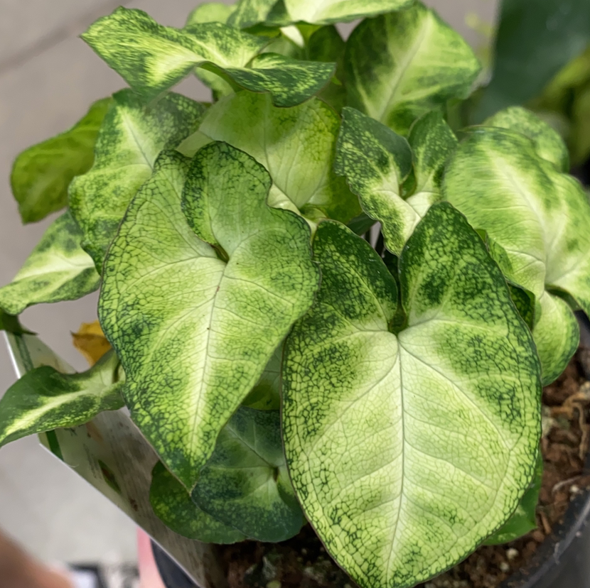 Syngonium 'White Butterfly' plant with variegated green and white leaves.