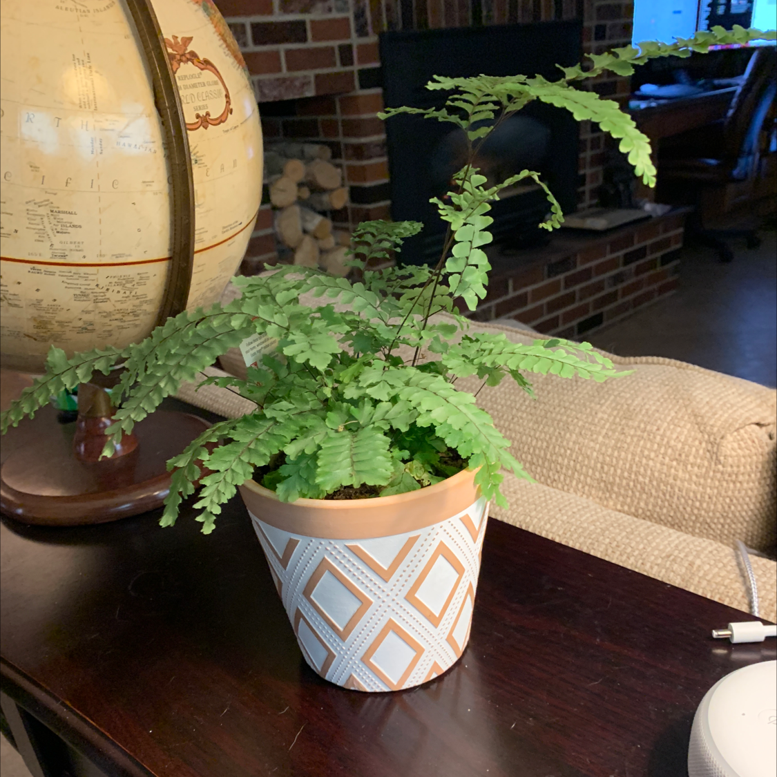 Potted Northern Maidenhair Fern on a table with a globe and brick fireplace in the background.