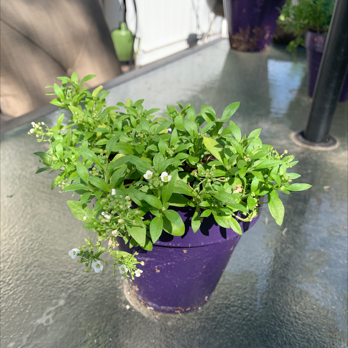 Small potted sweet alyssum plant with many tiny white flowers, growing in a purple pot. The plant looks healthy and full.