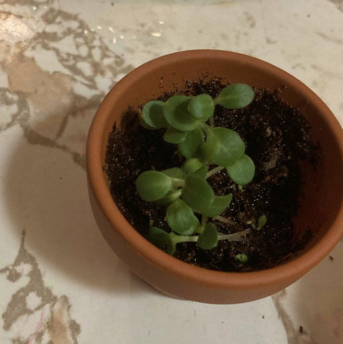 Chinese Forget-Me-Not plant photo by @GraceC named Demie on Greg, the plant care app.