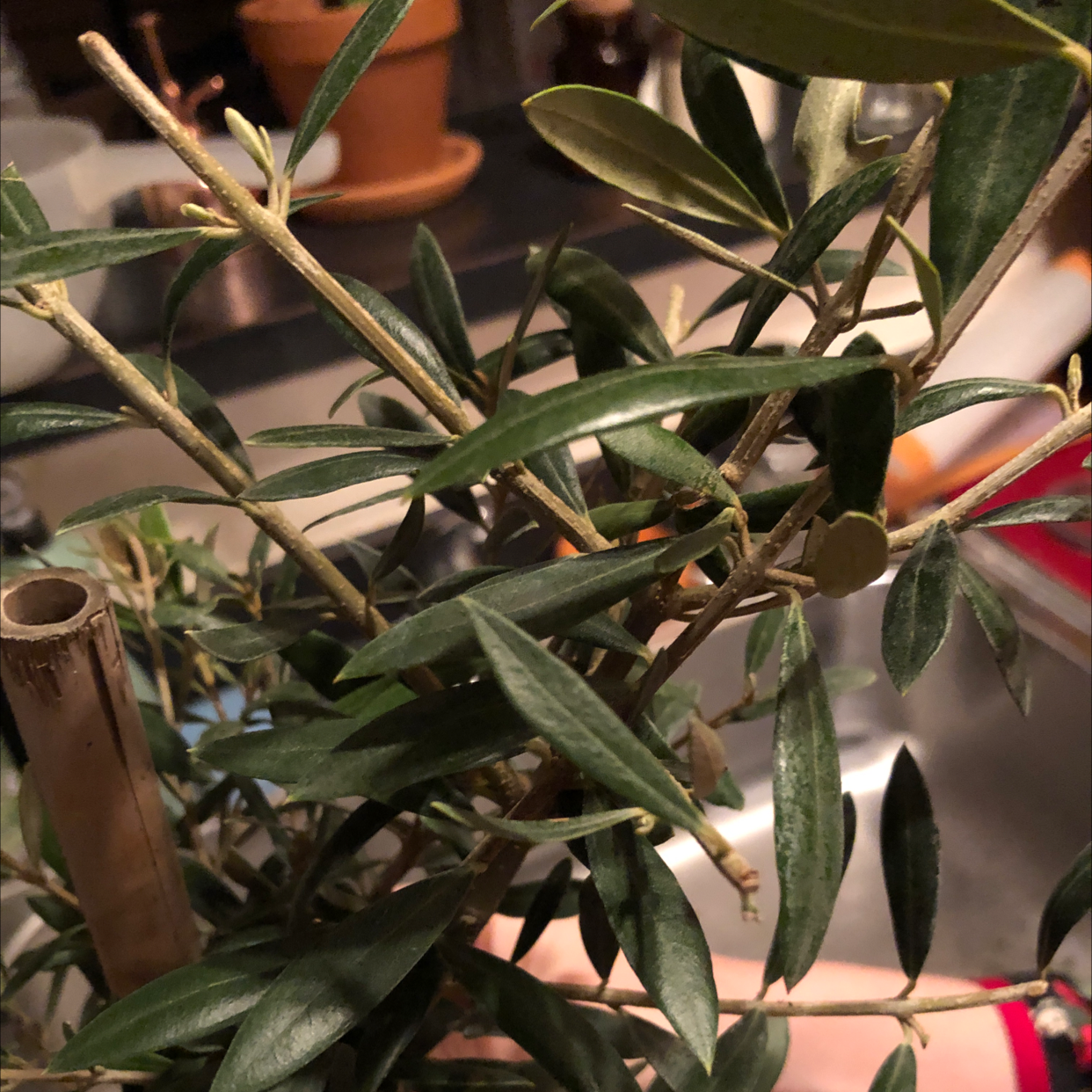 Olive tree with healthy green leaves, no visible signs of disease, hands visible.