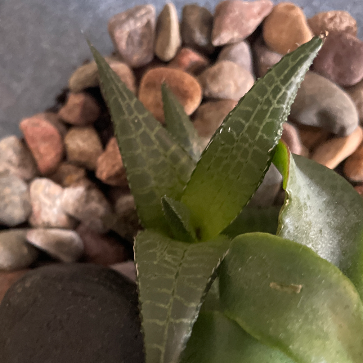 Plant care for Alfonso's Billbergia on Greg, the plant care app