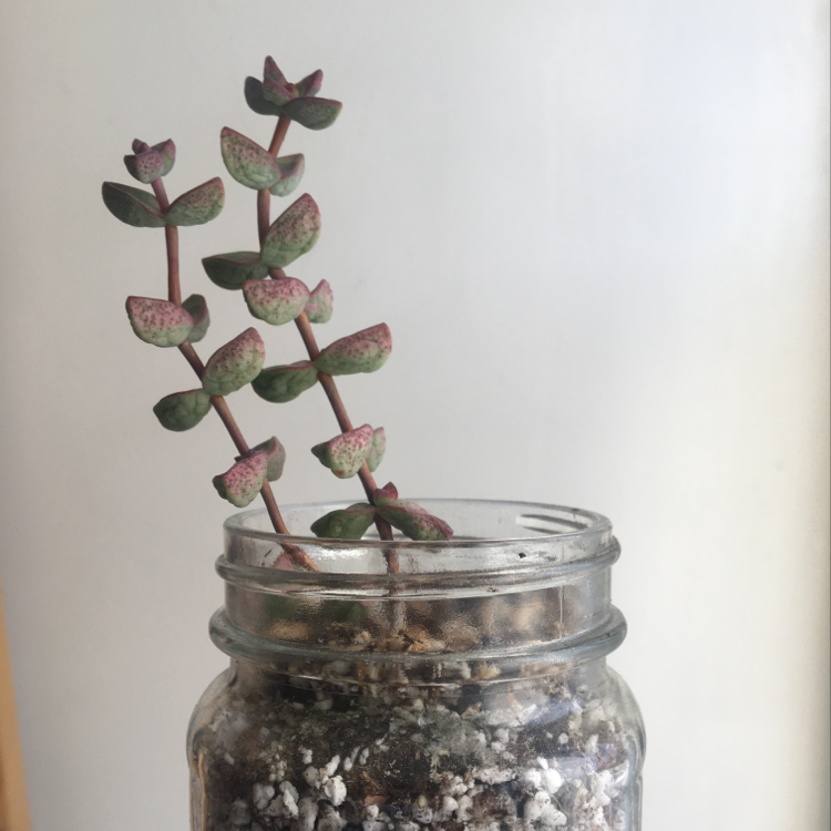 Healthy Crassula perforata 'String of Buttons' succulent plant growing in a clear glass jar with dark soil visible.