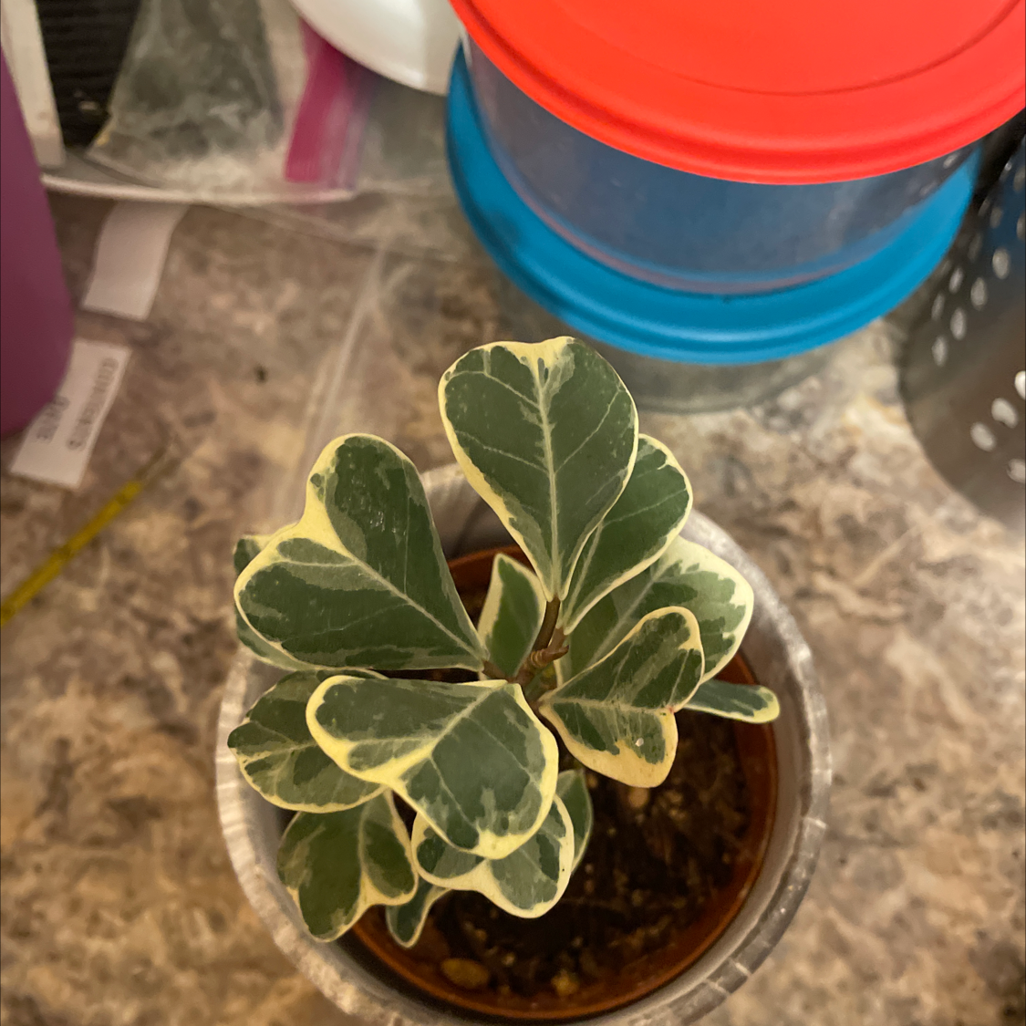 A healthy Fortune's Spindle plant with variegated leaves in a small pot.