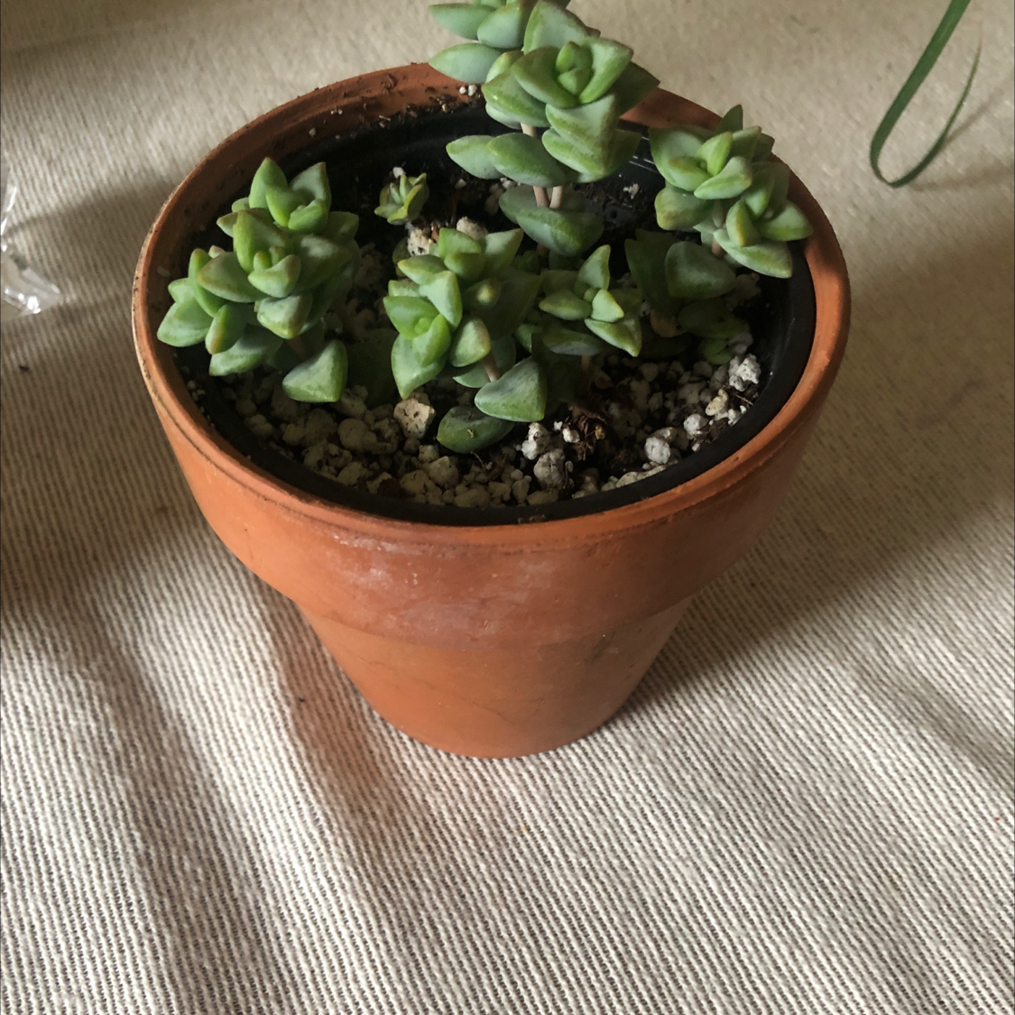 Crassula 'Moonglow' plant in a terracotta pot with visible soil, well-framed and in focus.