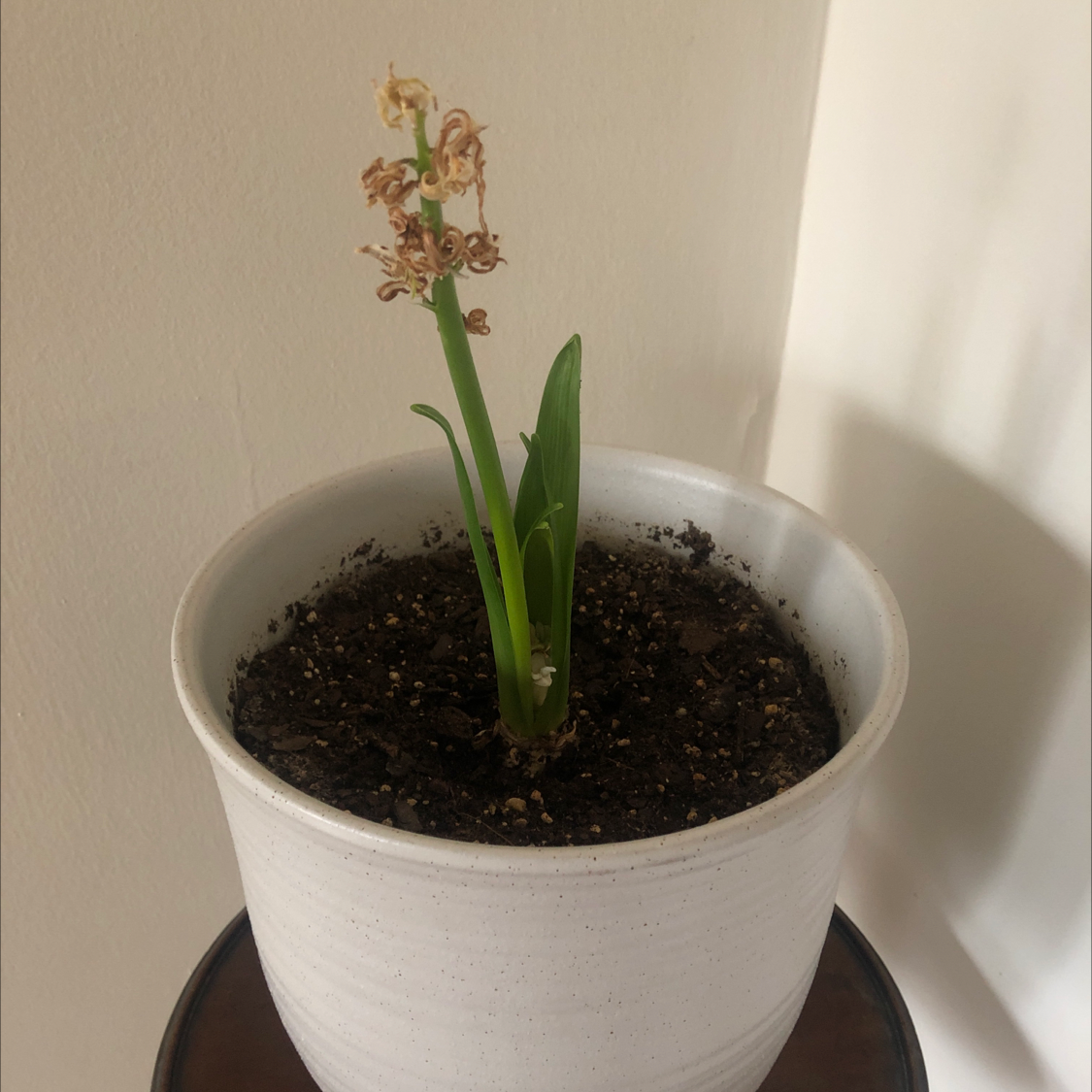 Potted Garden Hyacinth with withered flowers and visible soil.