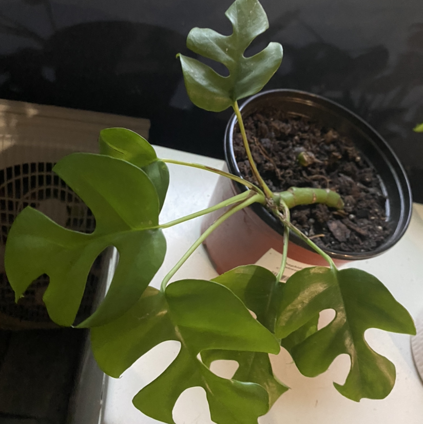 Potted Rhaphidophora foraminifera with green fenestrated leaves and visible soil.