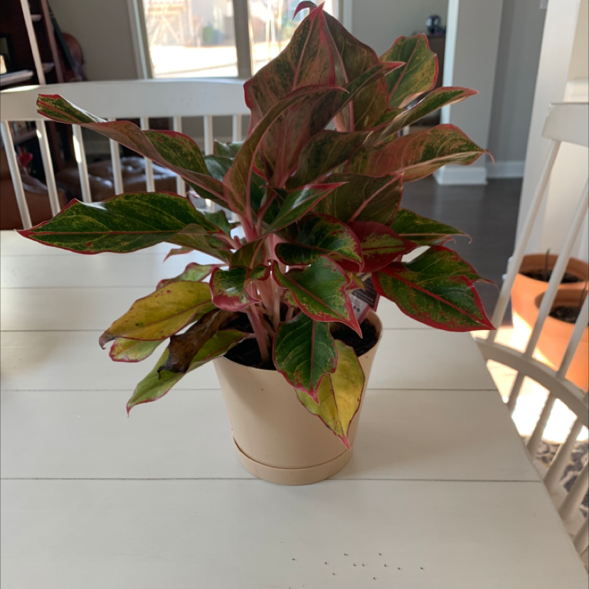 A healthy potted Cockscomb plant with vibrant green and maroon leaves, sitting on a white table indoors.