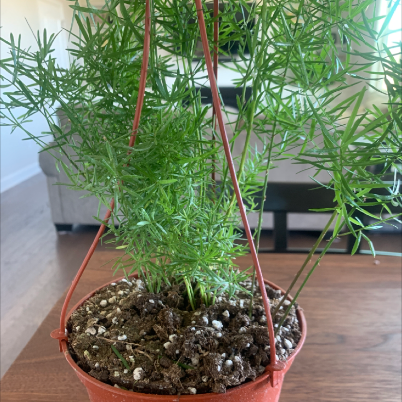 Healthy plume asparagus plant with lush green needle-like leaves growing in a terra cotta pot with decorative pebble topping.