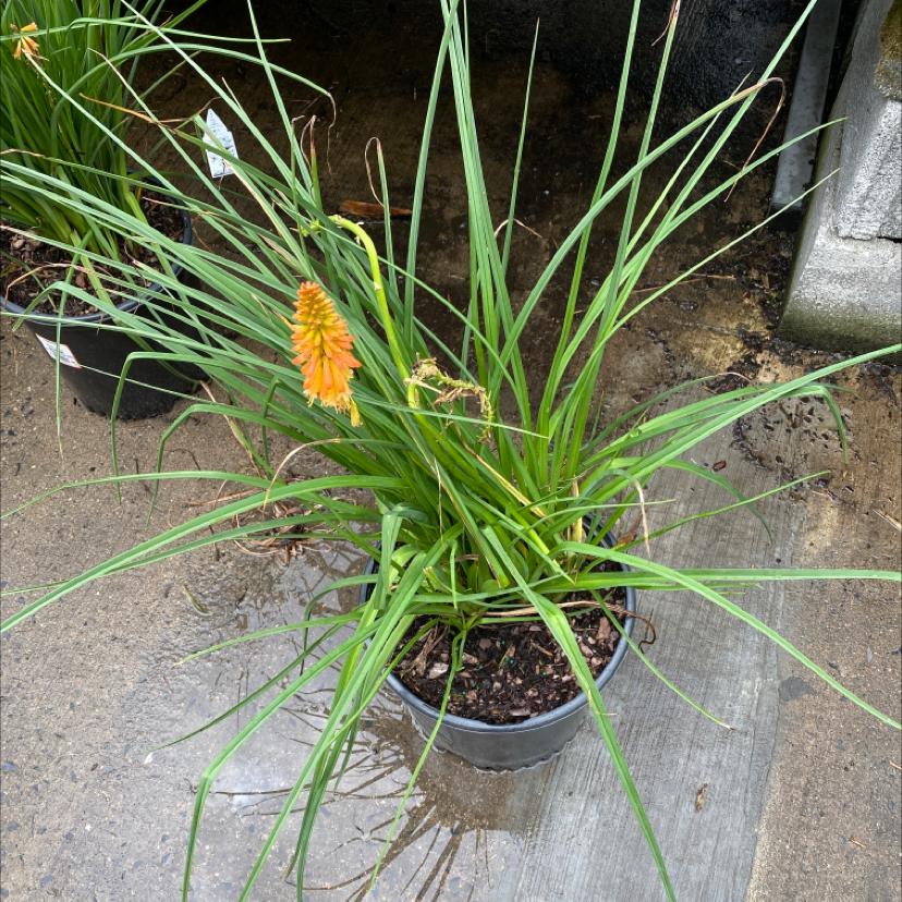 Red Hot Poker plant in a pot with orange flowers and green leaves.