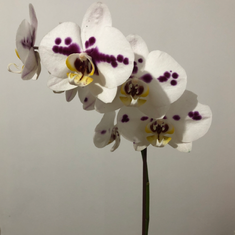 Plant care for Aliso Canyon Pincushionplant on Greg, the plant care app