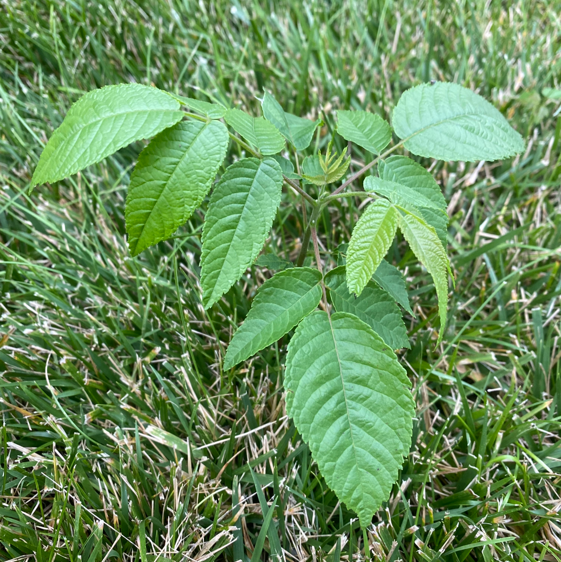 best time to prune black walnut trees