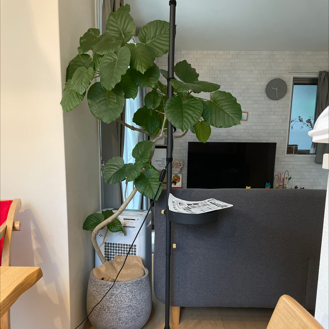 Photo of the plant species Fabian Aralia by Shin named Apple on Greg, the plant care app