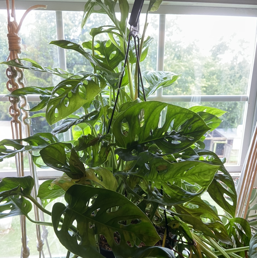 Window Leaf plant photo by @Kylie15 named Bruce Leaf on Greg, the plant care app.