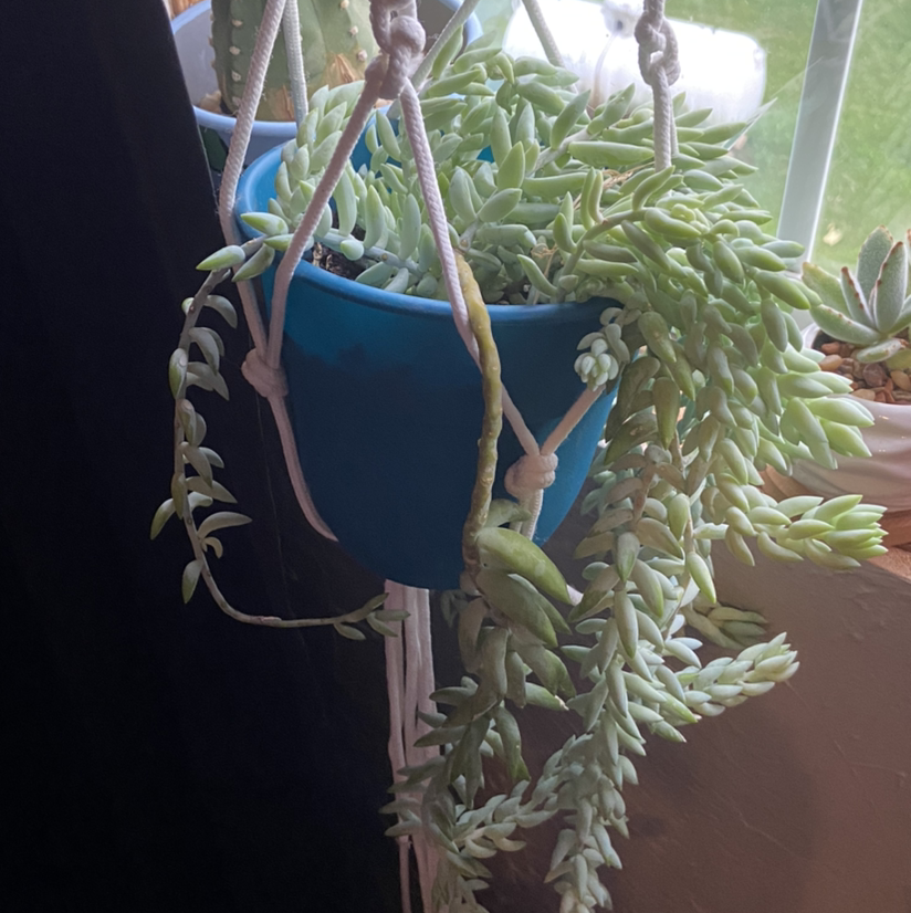 Burro's Tail plant photo by @Kylie15 named Einstein on Greg, the plant care app.