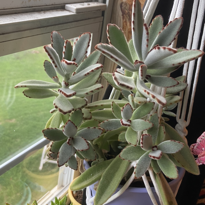 Panda Plant plant photo by @Kylie15 named Ronaldo on Greg, the plant care app.