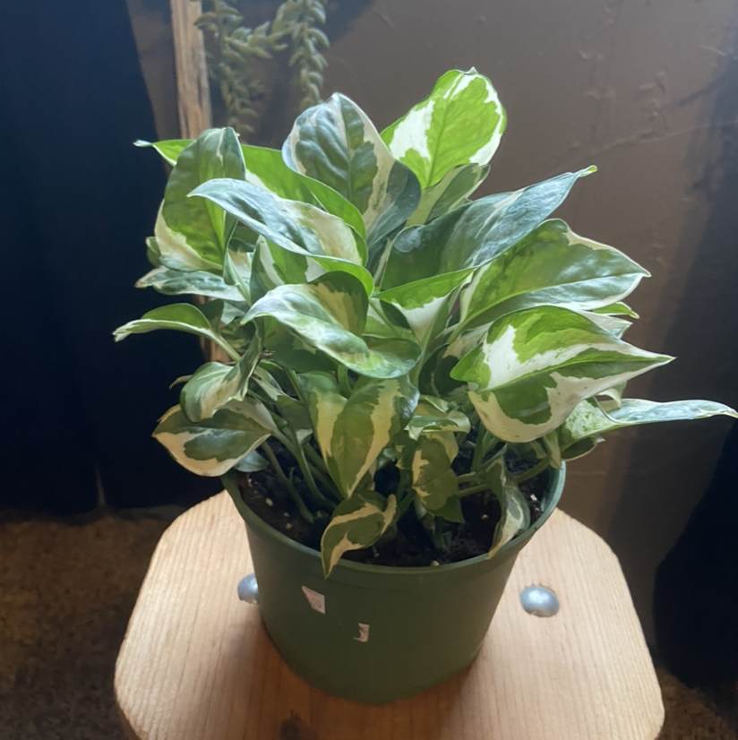 Pothos N' Joy plant photo by @Kylie15 named Winston on Greg, the plant care app.