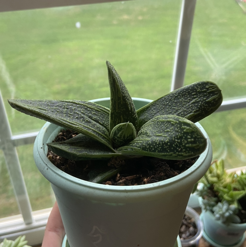 Ox Tongue plant photo by @Kylie15 named Jeff on Greg, the plant care app.