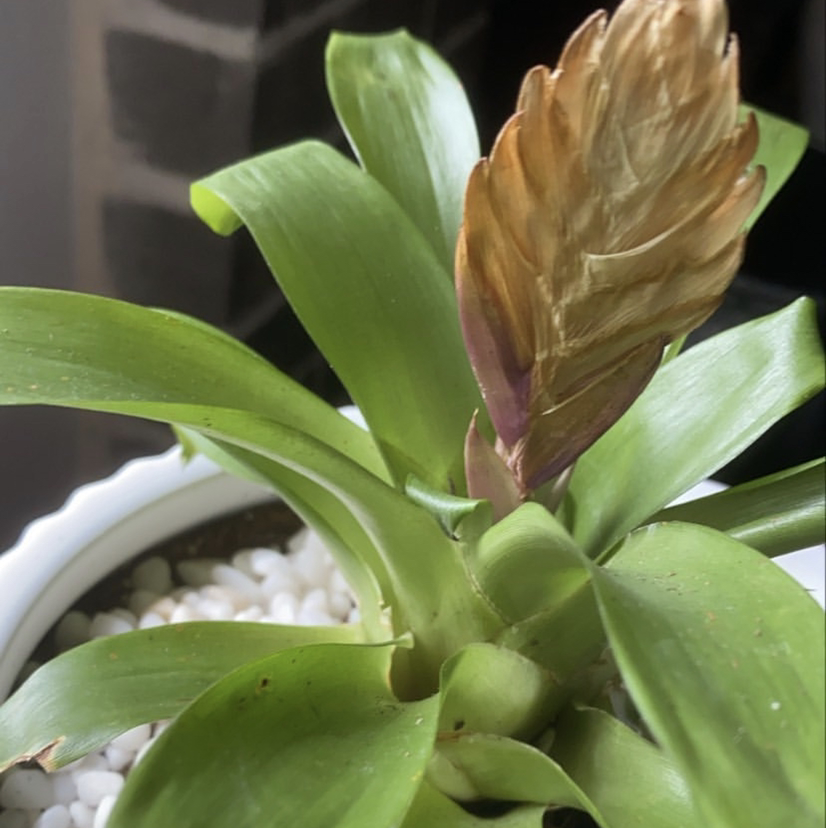 Flaming Sword plant (Vriesea splendens) with a prominent flower spike in a white pot with visible soil and pebbles.