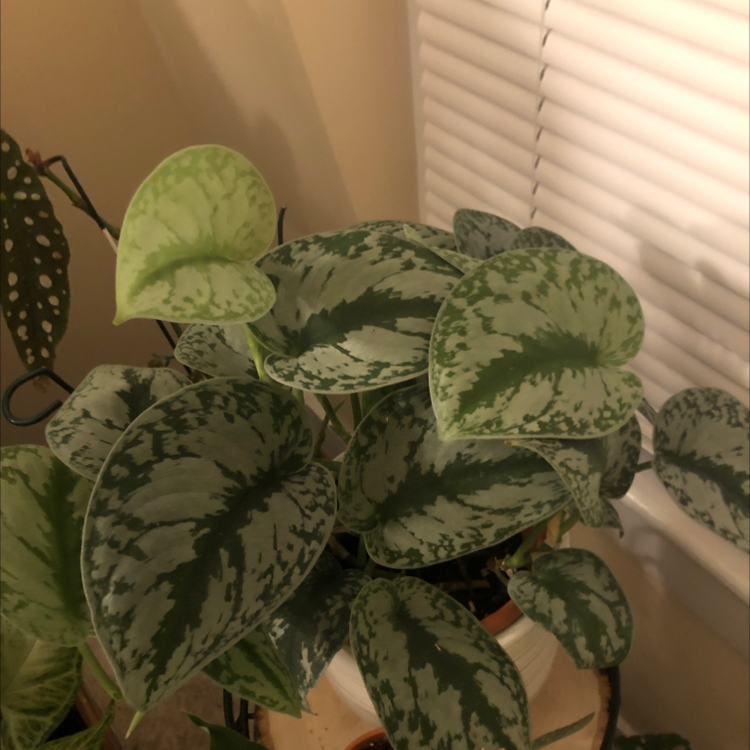 Silver Satin Pothos plant photo by @Rebdull named Your plant on Greg, the plant care app.