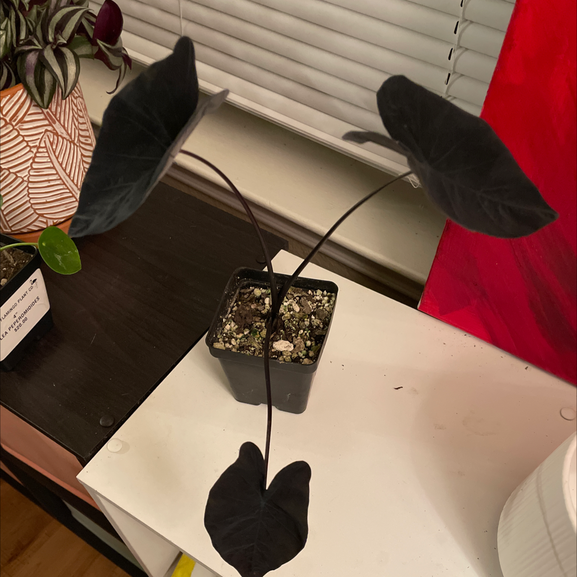 Taro 'Mojito' plant in a small pot with dark leaves, healthy appearance.