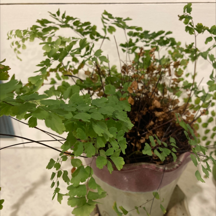 Potted Hemionitis raddiana with green and brown fronds, indicating mixed health.
