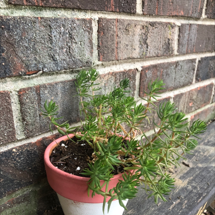 Photo of the plant species Moss Rose Purselane by Kinzie named Rose on Greg, the plant care app