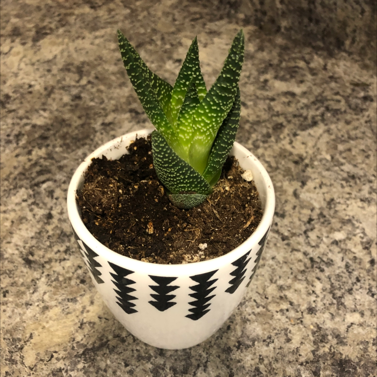 Zebra Plant plant photo by Kinzie named Zebra on Greg, the plant care app.