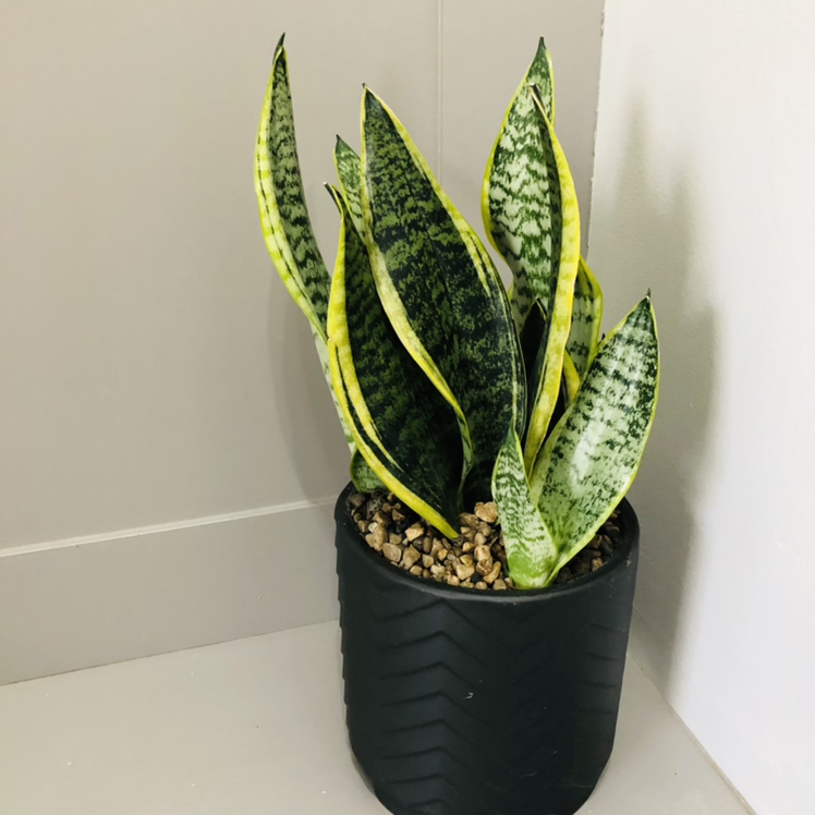 Snake Plant plant photo by Kinzie named Snake on Greg, the plant care app.